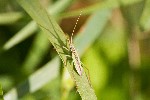 23/07/2008 - 5d016030 - Saint-André-d'Allas (24200)