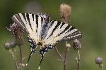 2008-07-29 - 5d020916 - Saint-André-d'Allas (24200)