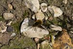 22/04/2009 - 5d026340 - Cimetière de Montmartre (75018)