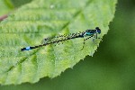 2009-05-21 - 5d026877 - Bois de Boulogne (75016)