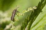 2009-05-30 - 5d027396 - Bois de Boulogne (75016)