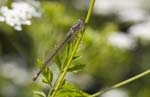 2009-05-30 - 5d027459 - Bois de Boulogne (75016)