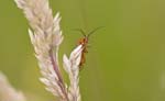 13/06/2009 - 5d028366 - Rosnay (36300)