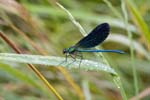 2009-06-14 - 5d028885 - Azay-le-Ferron (36290)