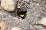 09/07/2009 - 5d031286 - Cimetière de Montmartre (75018)