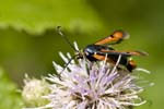 2009-07-14 - 5d031508 - Bois de Boulogne (75016)