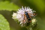 2009-07-14 - 5d031531 - Bois de Boulogne (75016)