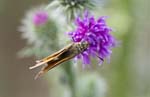 2009-07-14 - 5d031775 - Bois de Boulogne (75016)