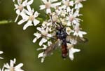 2009-07-26 - 5d032109 - Bois de Boulogne (75016)