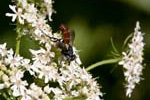 2009-07-26 - 5d032137 - Bois de Boulogne (75016)