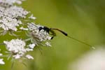2009-07-26 - 5d032257 - Bois de Boulogne (75016)