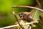 19/08/2009 - 5d035328 - Arâches-la-Frasse (74300)