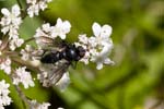 20/08/2009 - 5d036173 - Arâches-la-Frasse (74300)