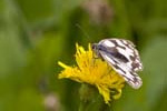 22/08/2009 - 5d037076 - Arâches-la-Frasse (74300)