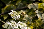 15/04/2010 - 5d039439 - Cimetière de Montmartre (75018)