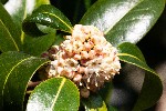 2010-04-20 - 5d039729 - Cimetière de Montmartre (75018)