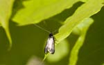 2010-04-24 - 5d039848 - Bois de Boulogne (75016)