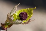 2011-03-21 - 5d041570 - Cimetière de Montmartre (75018)