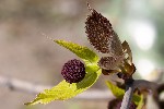 2011-03-21 - 5d041580 - Cimetière de Montmartre (75018)