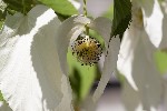 2011-04-06 - 5d041662 - Cimetière de Montmartre (75018)