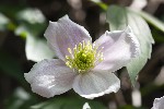 2011-04-06 - 5d041710 - Cimetière de Montmartre (75018)