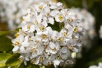 2011-04-07 - 5d041753 - Cimetière de Montmartre (75018)