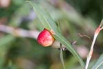Tenthredinidae (76 pictures)