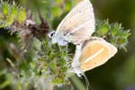 25/08/2013 - 5db04154 - Bessans (73480)