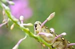 27/08/2013 - 5db04451 - Bessans (73480)