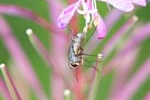 28/08/2013 - 5db04512 - Bessans (73480)