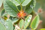 Cynipidae (310 pictures)