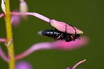29/08/2013 - 5db04726 - Bessans (73480)