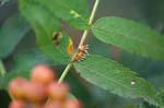 Pucciniaceae (71 photos)