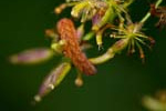31/08/2013 - 5db05074 - Bessans (73480)