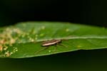 31/08/2013 - 5db05166 - Bessans (73480)