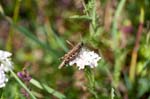 31/08/2013 - 5db05229 - Bessans (73480)