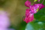 27/09/2014 - 5db05954 - Entrelacs (73410)