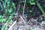 27/09/2014 - 5db05997 - Entrelacs (73410)