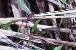 28/09/2014 - 5db06065 - Entrelacs (73410)