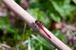 28/09/2014 - 5db06081 - Entrelacs (73410)
