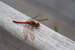30/09/2014 - 5db06262 - Ceyzérieu (01350)