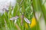 23/05/2015 - 5db07844 - Saint-Oradoux-de-Chirouze (23100)