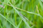 24/05/2015 - 5db08597 - Messeix (63750)