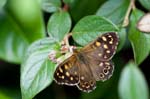 23/06/2015 - 5db09226 - Cimetière de Montmartre (75018)
