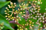 23/06/2015 - 5db09359 - Cimetière de Montmartre (75018)