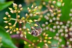 23/06/2015 - 5db09360 - Cimetière de Montmartre (75018)
