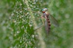 23/06/2015 - 5db09408 - Cimetière de Montmartre (75018)