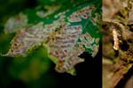 Gracillariidae (65 photos)