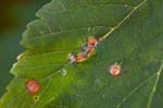 Eulophidae (5 photos)