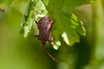 2015-06-27 - 5db09594 - Bois de Vincennes (75012)